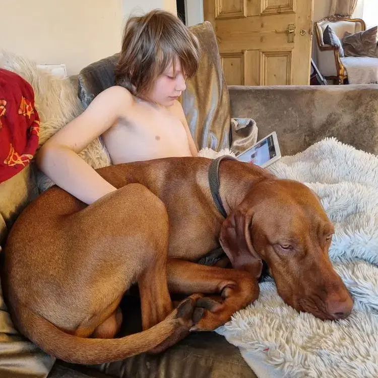 Hungarian Vizsla