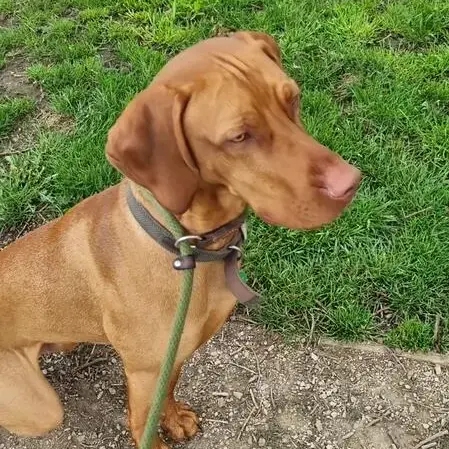 Hungarian Vizsla