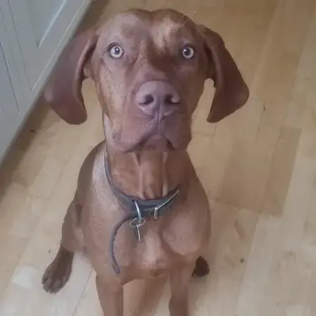 Hungarian Vizsla