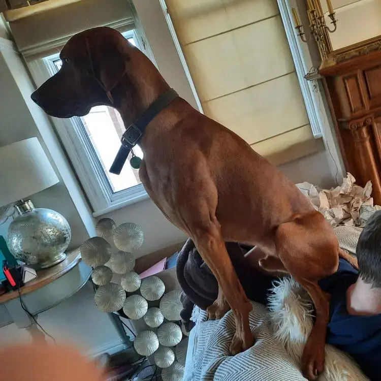 Hungarian Vizsla