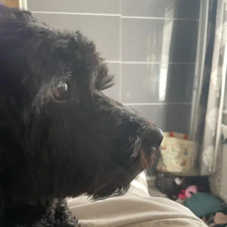 Cavapoo