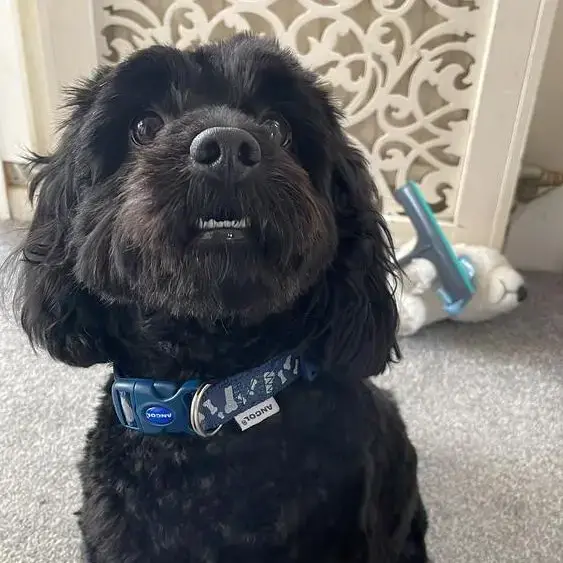 Cavapoo