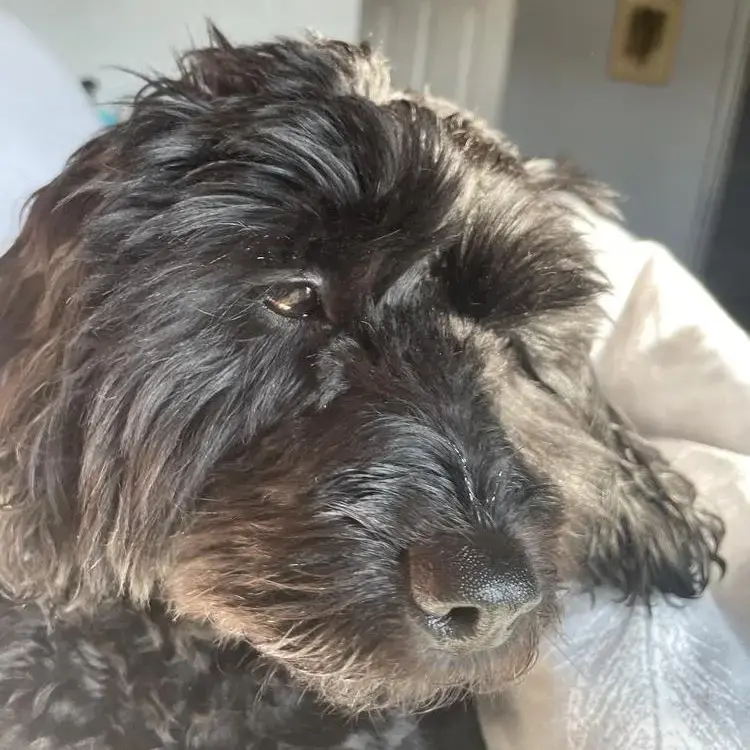 Cavapoo