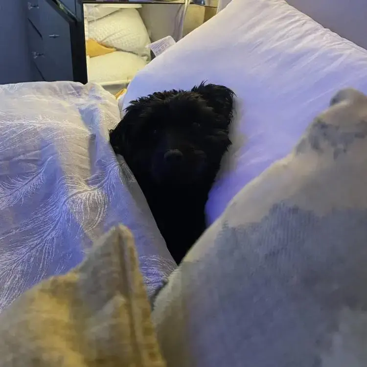 Cavapoo