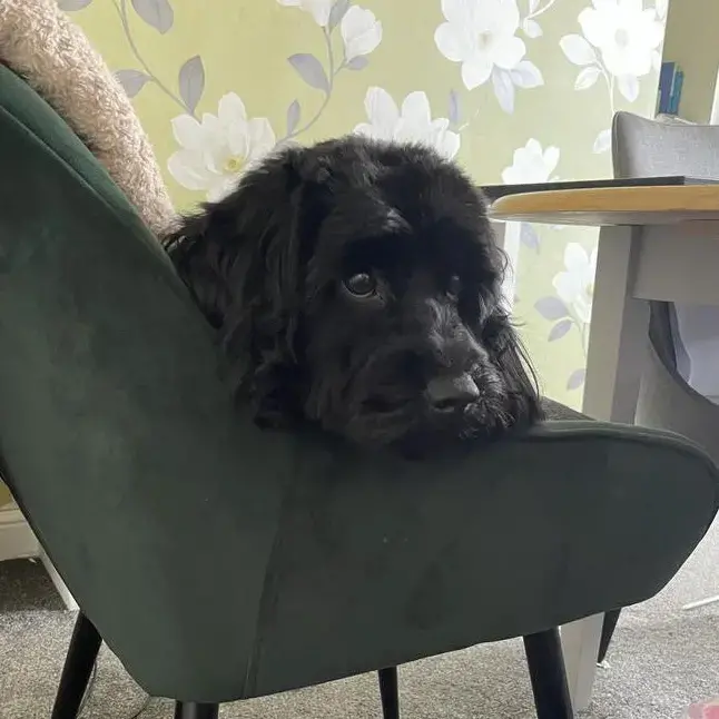 Cavapoo