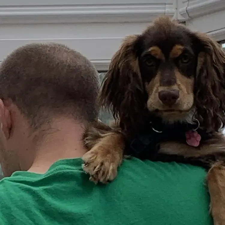 Cocker Spaniel (English)