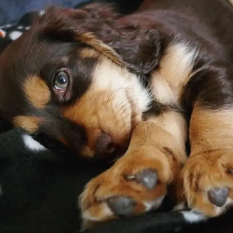 Cocker Spaniel (English)