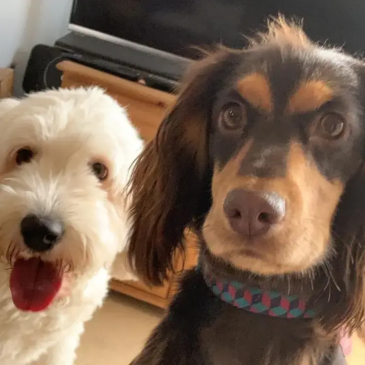 Cocker Spaniel (English)