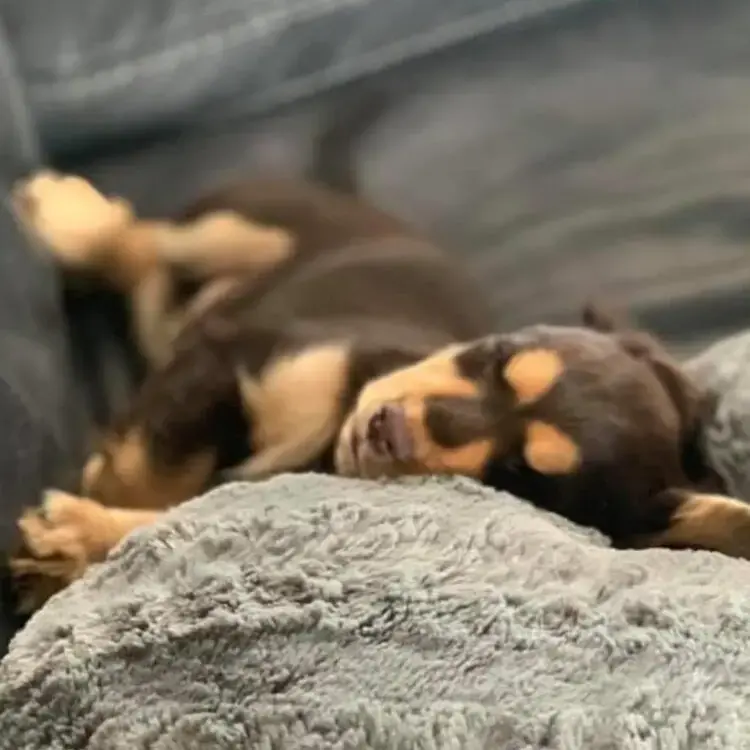 Cocker Spaniel (English)