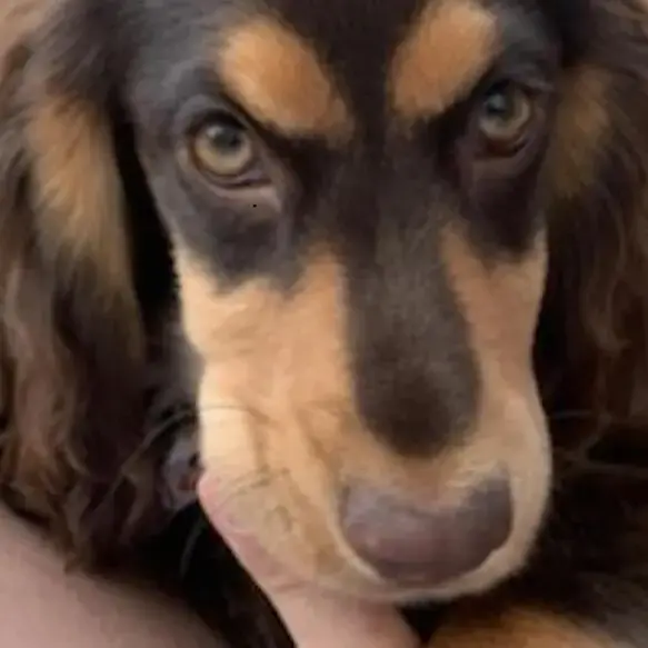 Cocker Spaniel (English)