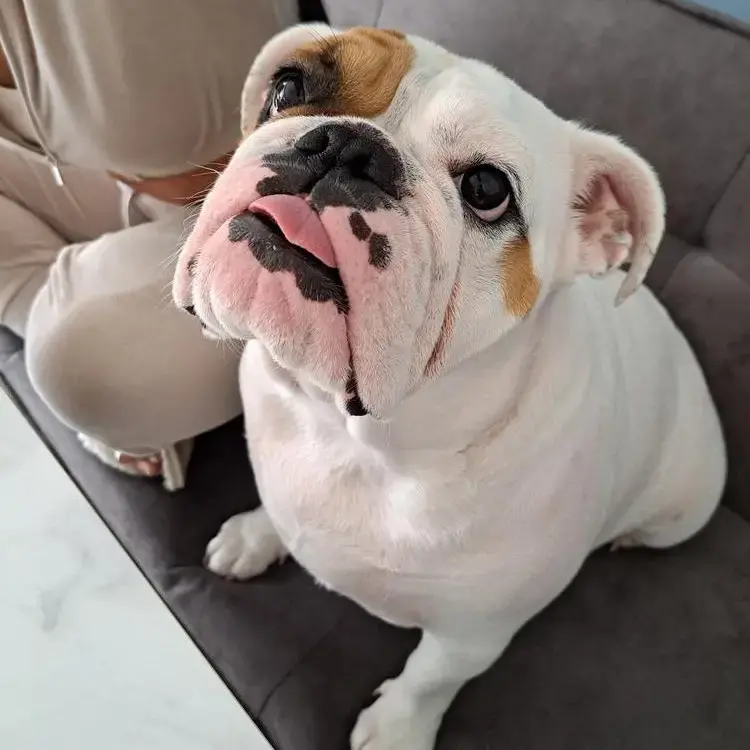 Bulldog