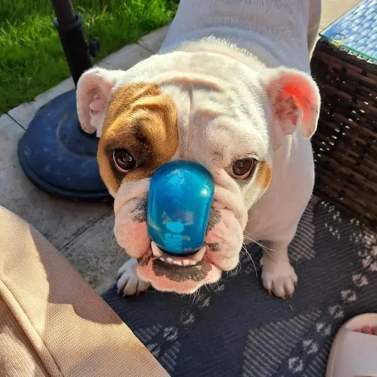 Bulldog
