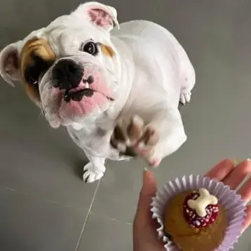 Bulldog