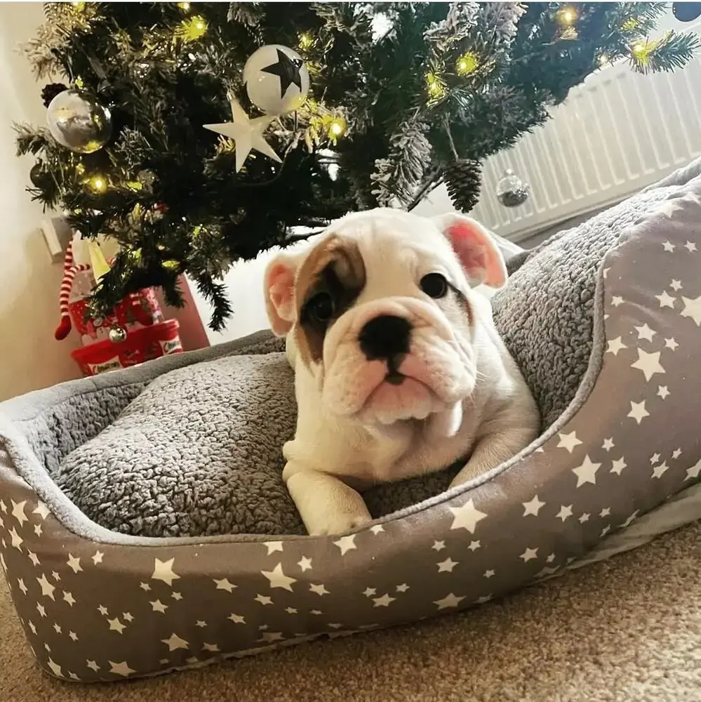 Bulldog