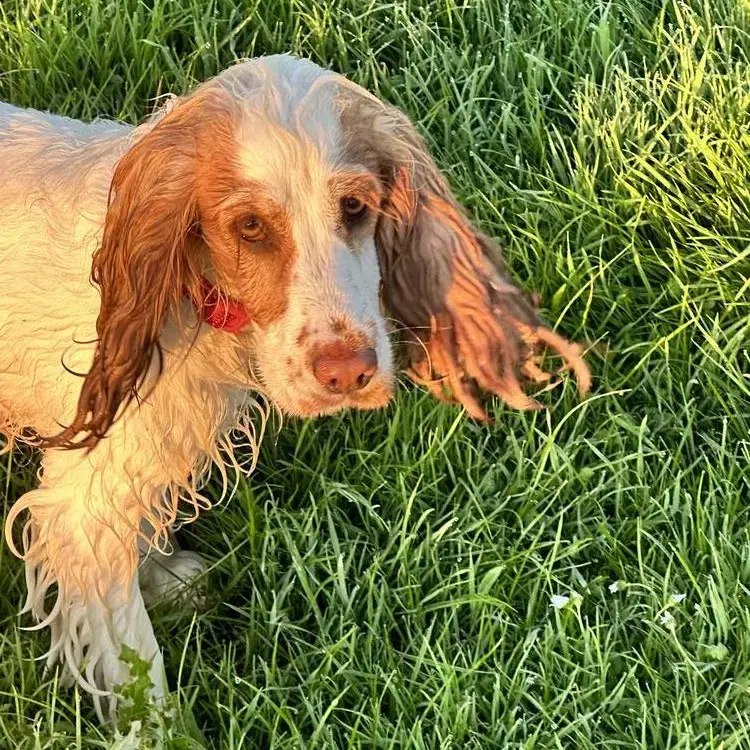 Cocker Spaniel (English)