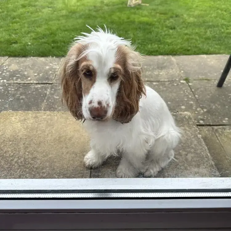 Cocker Spaniel (English)