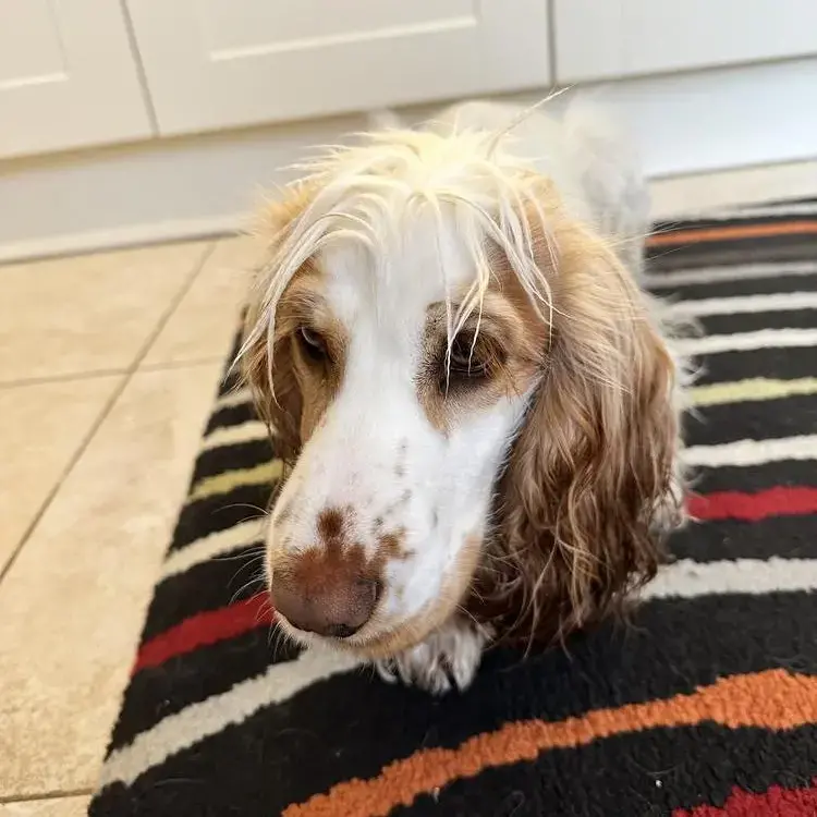 Cocker Spaniel (English)