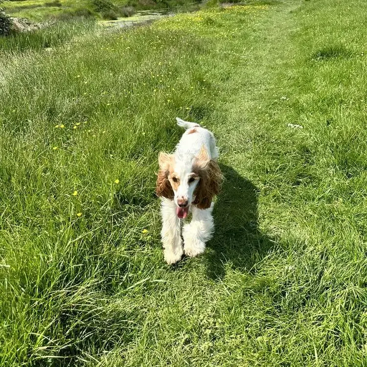 Cocker Spaniel (English)