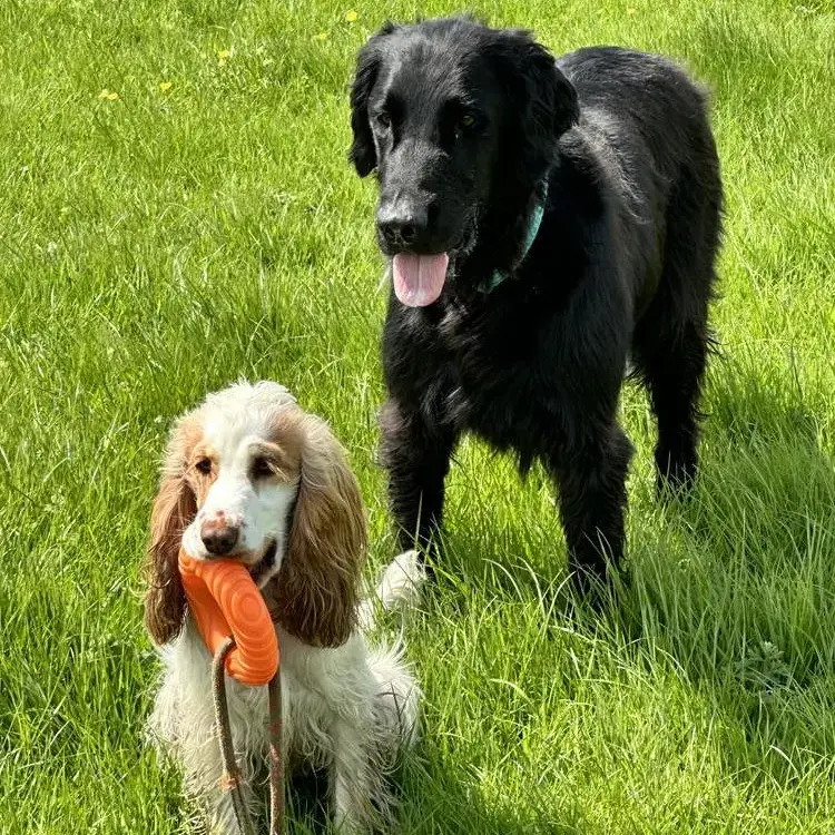 Cocker Spaniel (English)