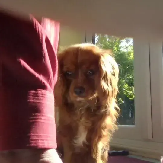 King Charles Spaniel