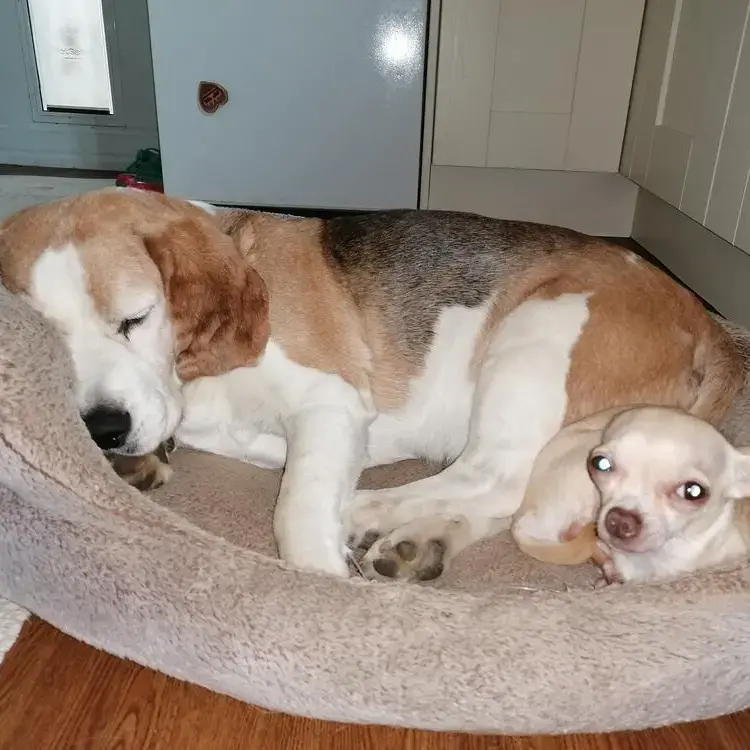 Beagle