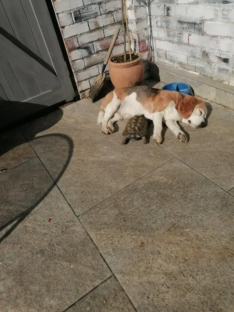 Beagle