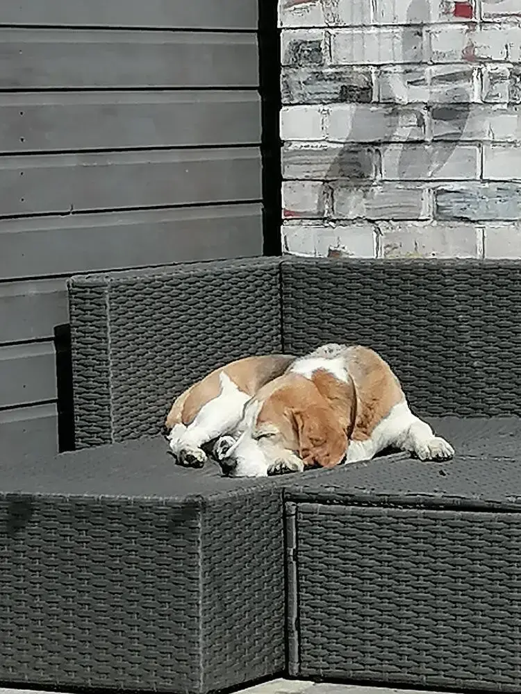 Beagle