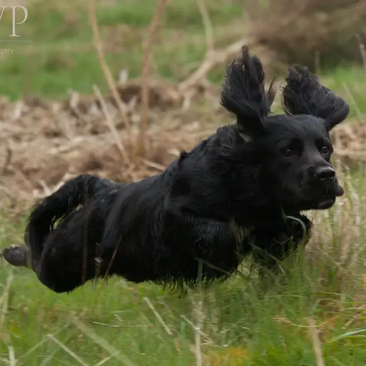 English Springer Spaniel