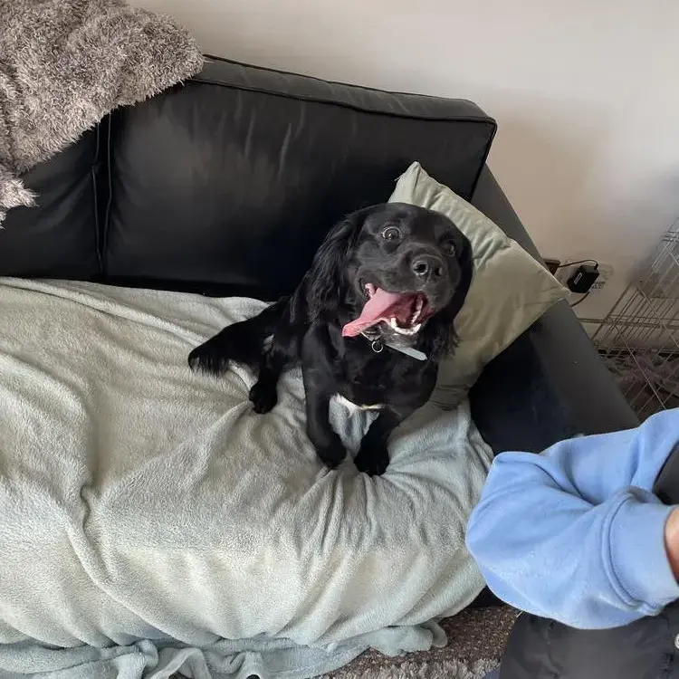 English Springer Spaniel