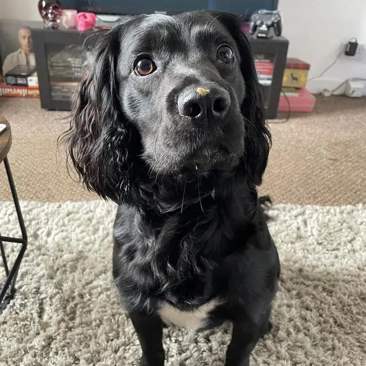 English Springer Spaniel