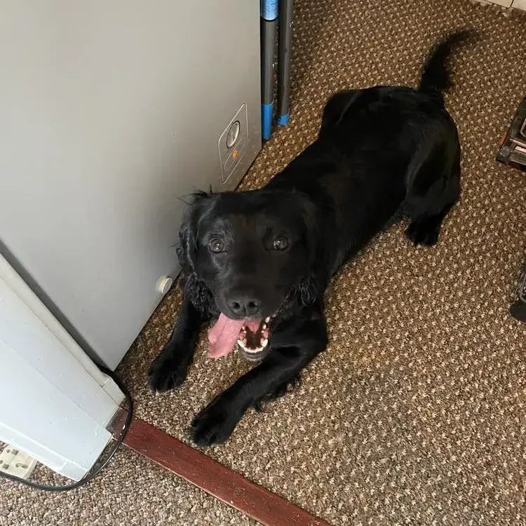 English Springer Spaniel