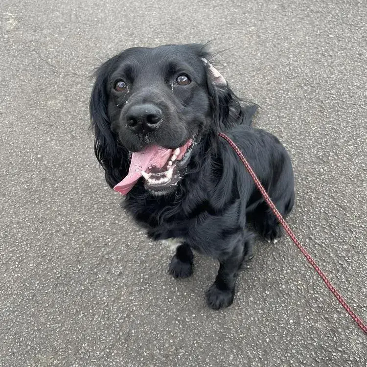English Springer Spaniel