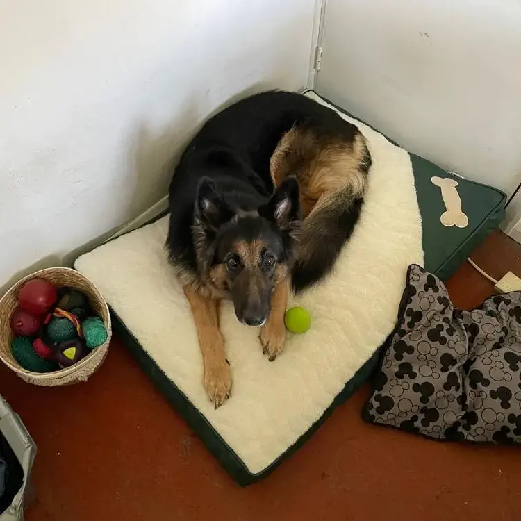 German Shepherd Dog