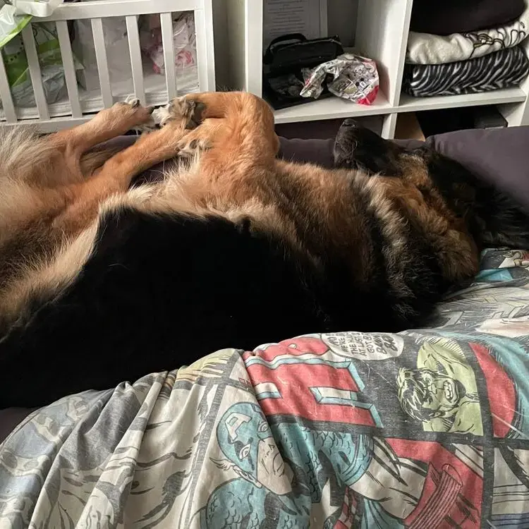 German Shepherd Dog