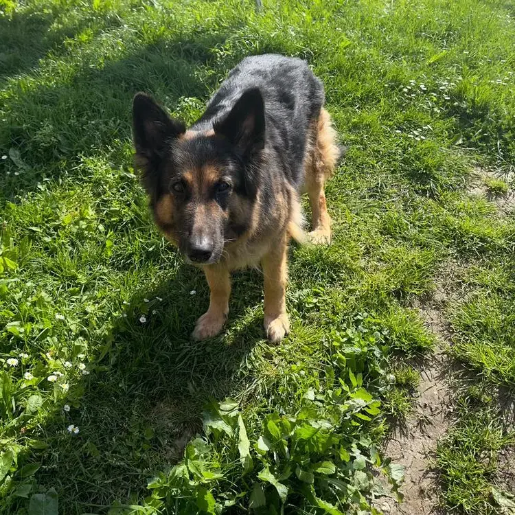 German Shepherd Dog