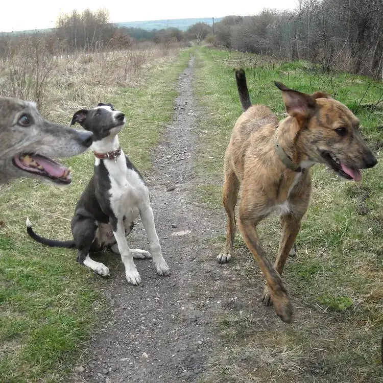 Lurcher
