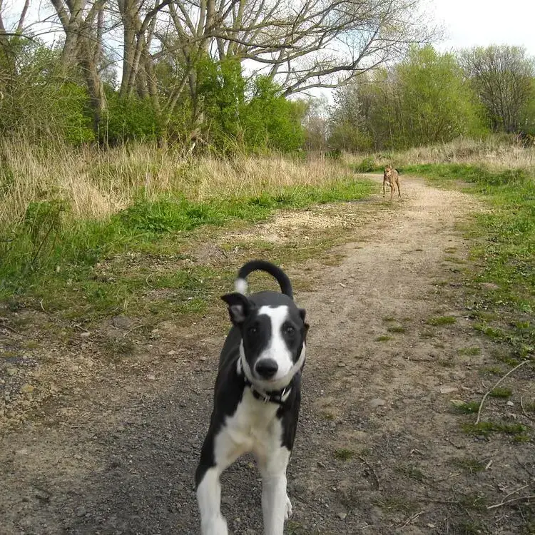 Lurcher