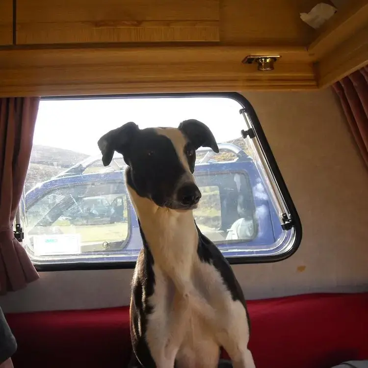 Lurcher