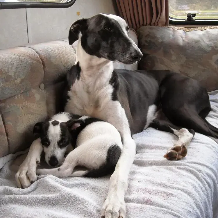 Lurcher