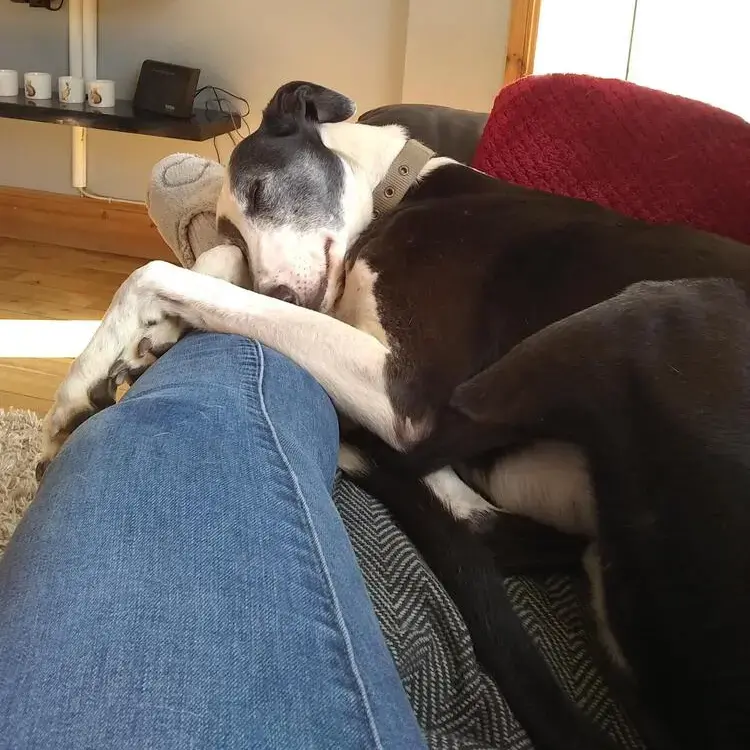 Lurcher