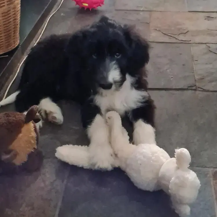 Bearded Collie