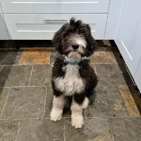 Bearded Collie