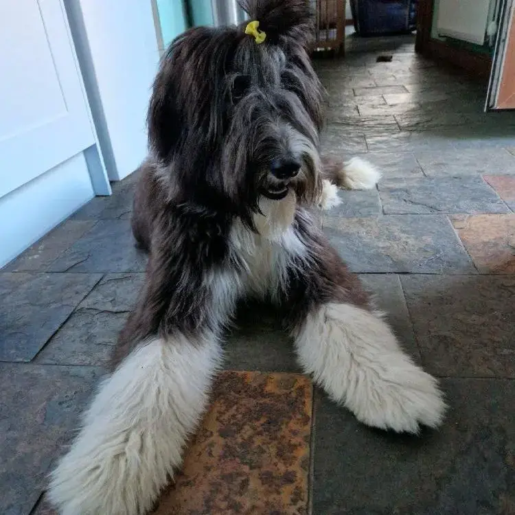 Bearded Collie