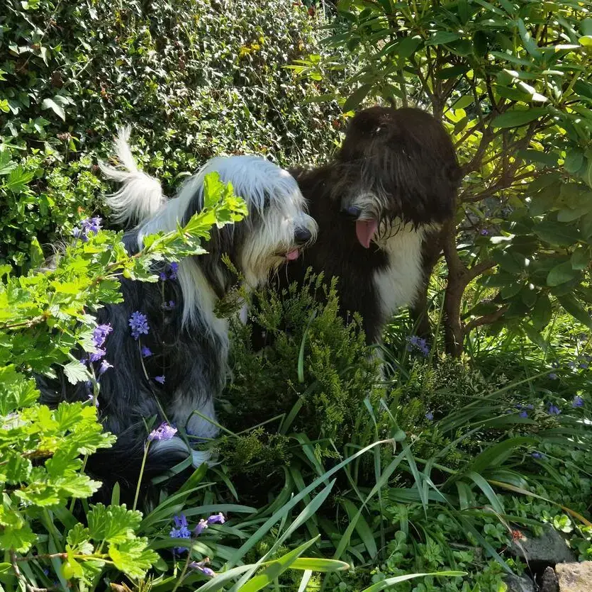 Bearded Collie