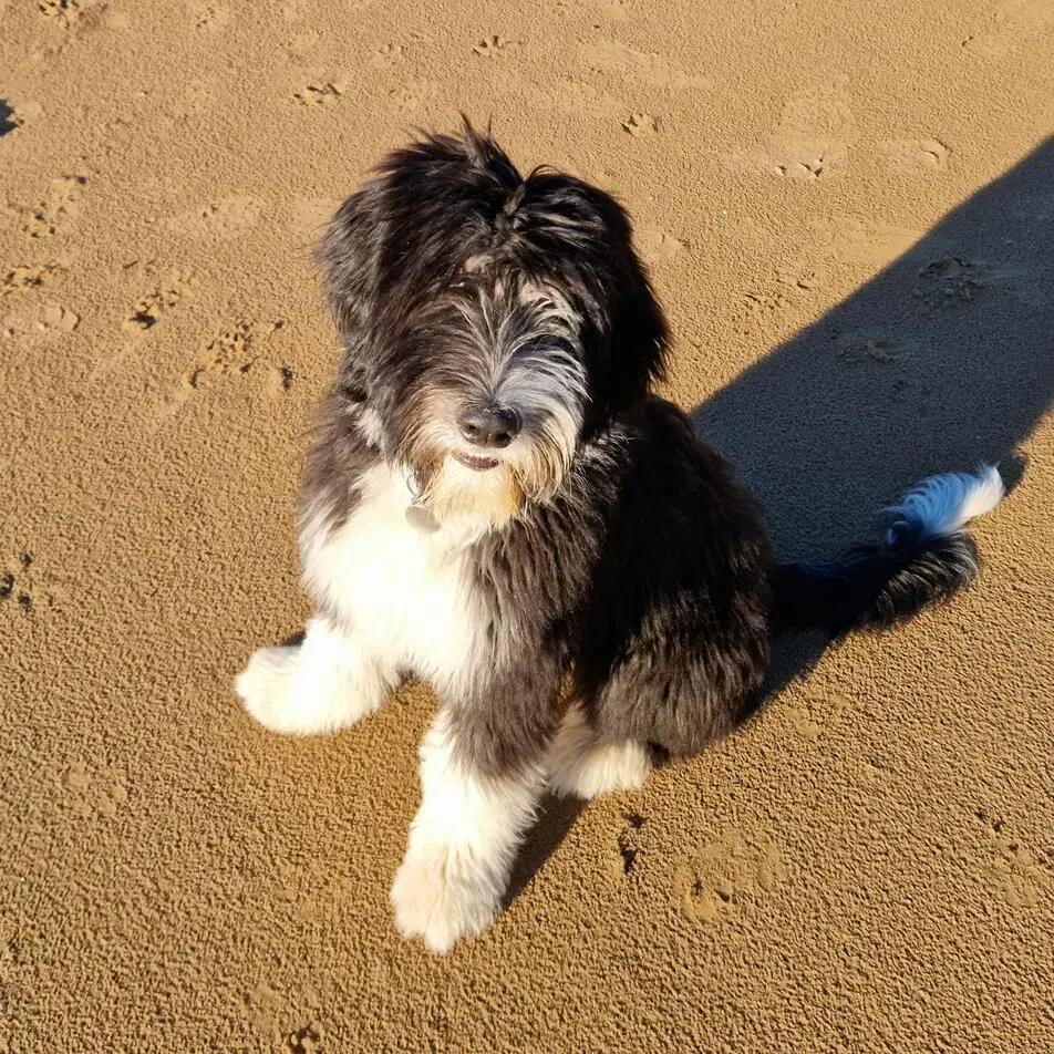 Bearded Collie
