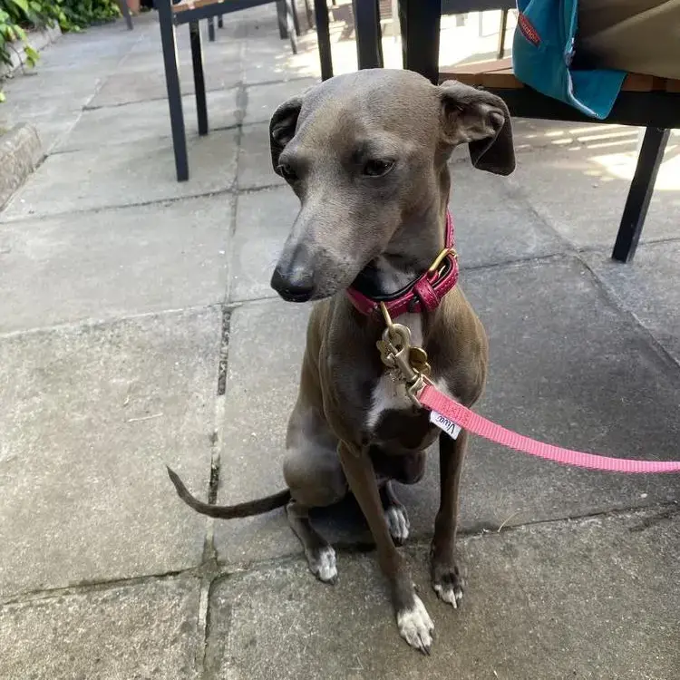 Italian Greyhound