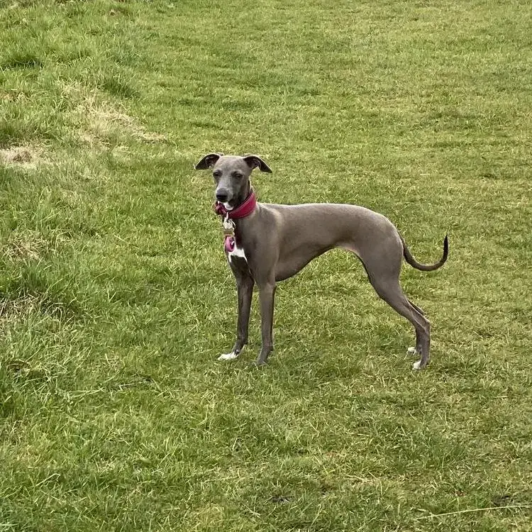 Italian Greyhound