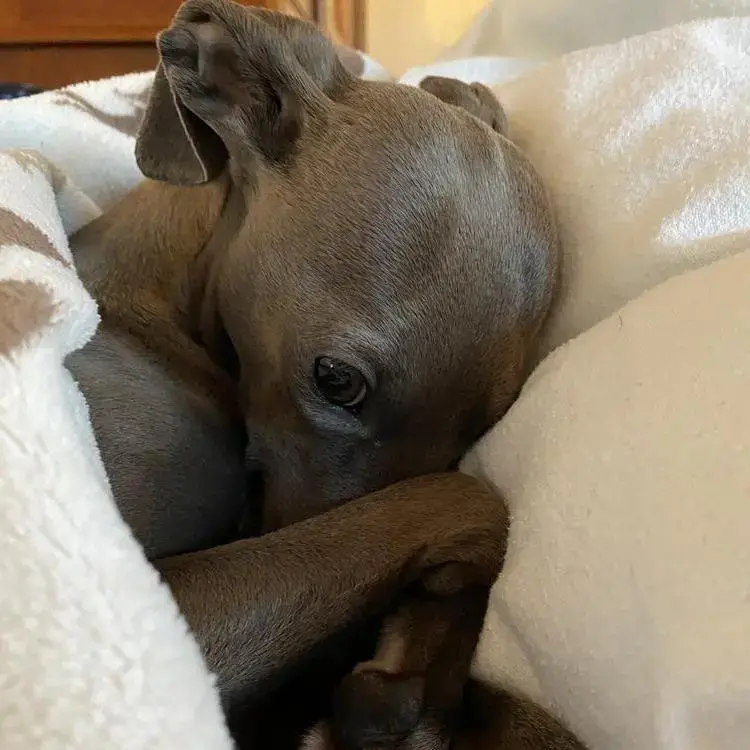 Italian Greyhound