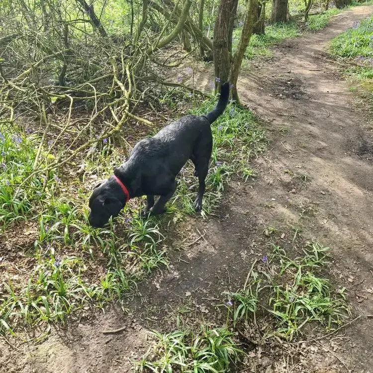 Labrador Retriever