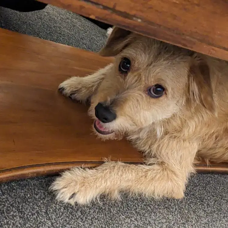 Poodle (Miniature)